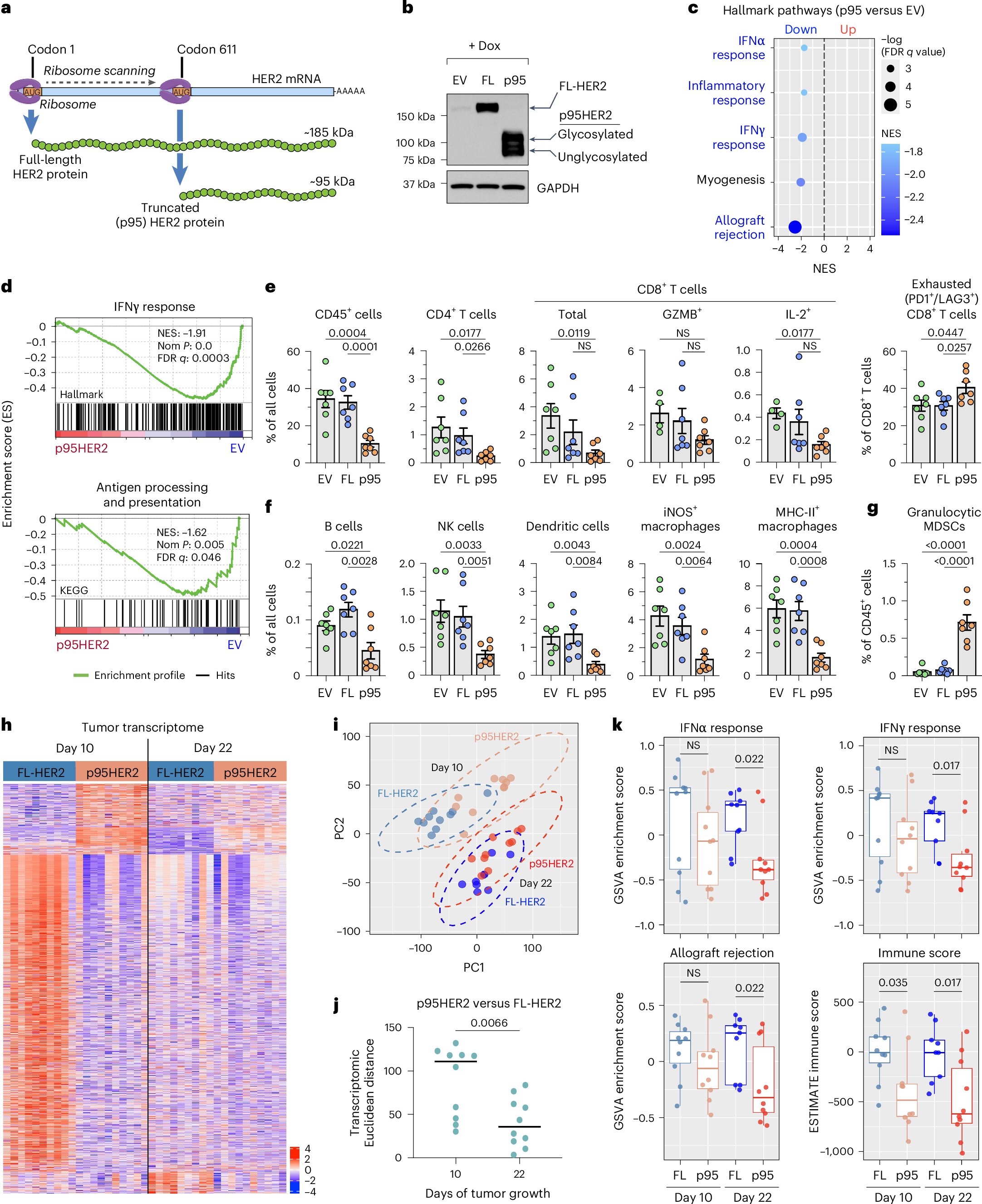NatureCancer's tweet card. Nature Cancer - Hu et al. discovered that the truncated form of human epidermal growth factor receptor 2 (HER2), called p95HER2, drives tumor progression and resistance to the antibody–drug...