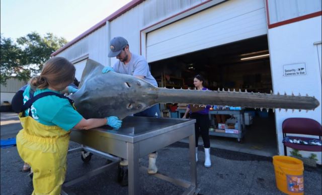 SunSentinel's tweet card. Nearly two years after one of the planet’s rarest fish began washing up dead in the Lower Keys, scientists investigating the deaths say one thing seems certain: whatever caused it will likely be ar…