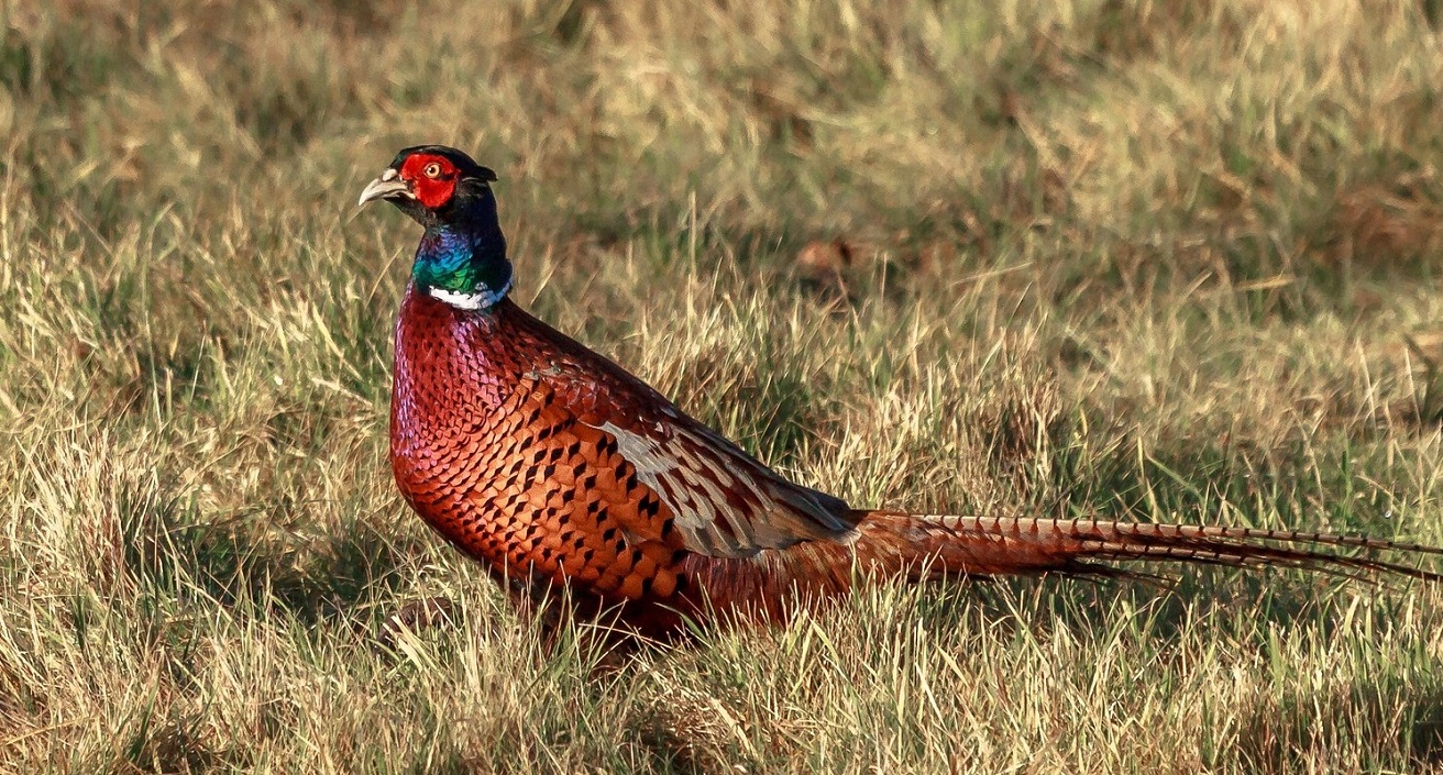 UniExeCornwall's tweet card. Ticks are more likely to carry the bacteria that can cause Lyme disease in areas where pheasants are released, new research shows. Pheasants are not native to the UK, but about 47 million are released