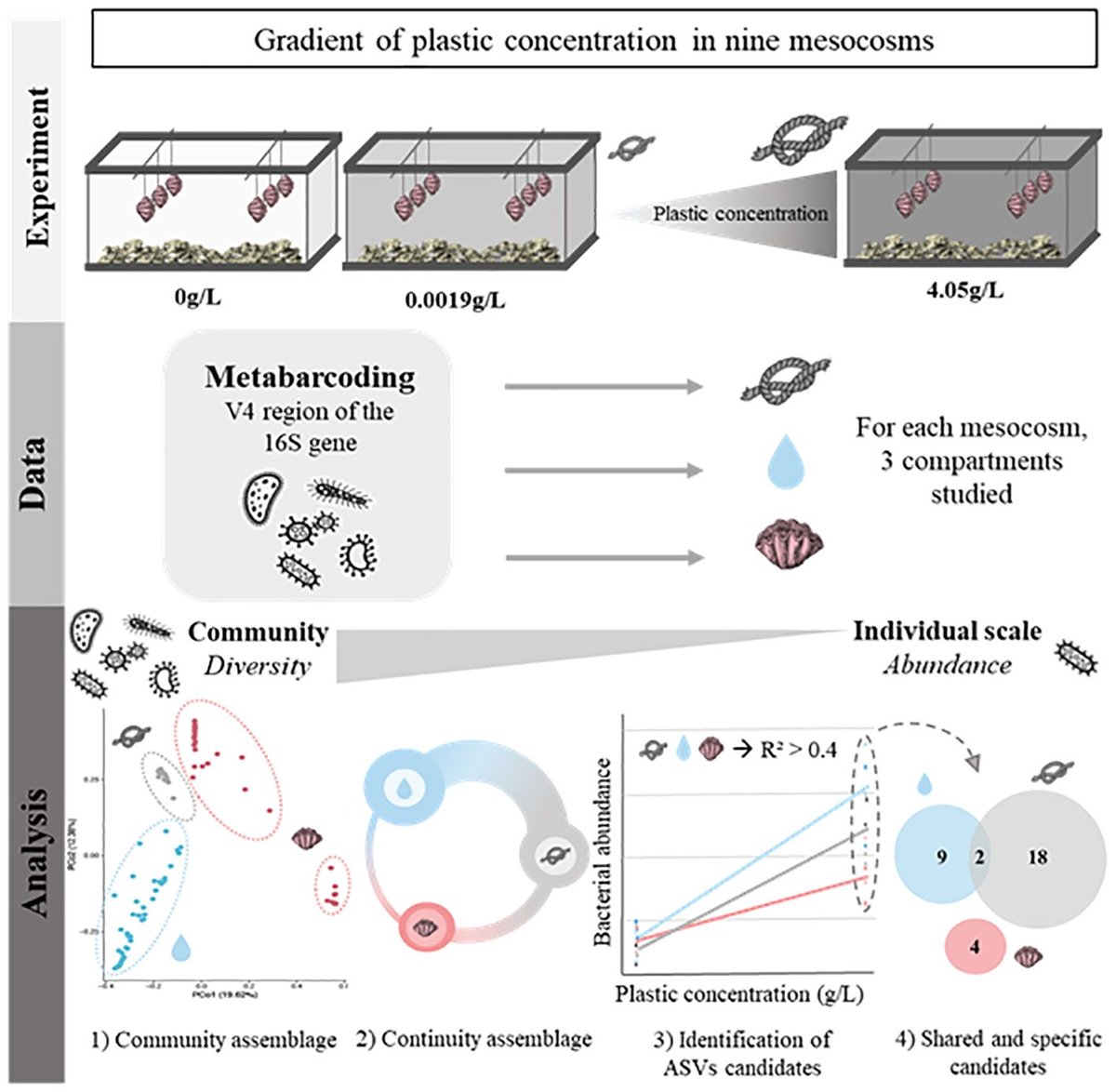 OceanIPSO's tweet card. Microbial diversity plays key role in marine ecosystems, and quantifying the impact of plastic pollution on these organisms is essential to better anticipate...