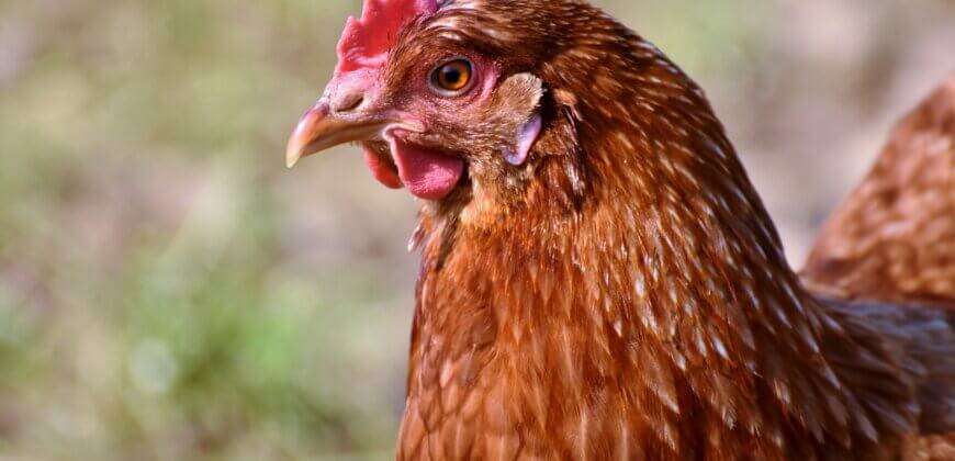PETAUK's tweet card. Maidstone Borough Council has rejected plans for an enormous egg farm in Chainhurst that would have exploited around 192,000 chickens before sending them to slaughter.