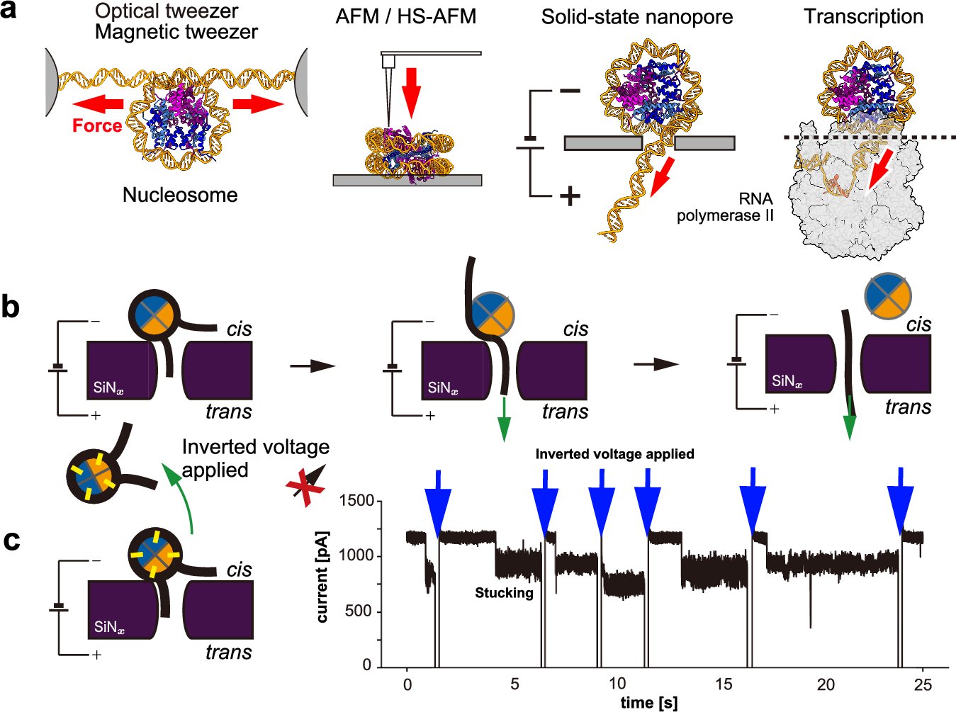 KurumizakaLab's tweet card. Communications Biology - Research combining molecular dynamics simulations and solid-state nanopore measurements reveals distinct disassembly pathways that may explain the distinct properties and...