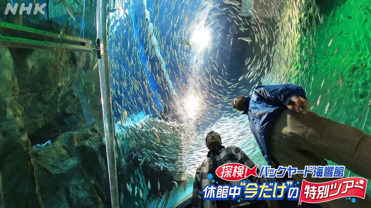 nhk_docudocu's tweet card. 現在休館中の海響館を探検！さびしがりや？のマンボウにフグ博士の研究最前線。さらに魚たちの引っ越しにも密着！海のギャングをどう運ぶ？今だけの特別ツアーにいざ出発！