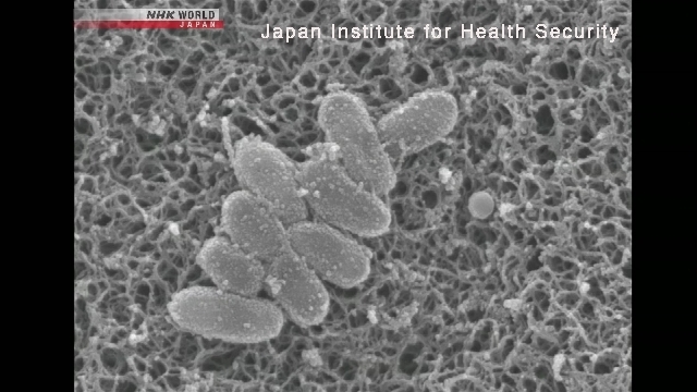 CovidDataReport's tweet card. Weekly cases of whooping cough in Japan have hit a new high for the fourth straight week.