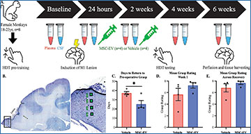 ExosomeRNA's tweet card. Extracellular vesicles from mesenchymal stromal cells reduce inflammatory proteins in aged monkeys after brain injury, promoting improved motor...
