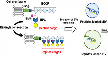 ExosomeRNA's tweet card. A new biotinylation-based method enhances the loading of therapeutic peptides into extracellular vesicles, improving targeted delivery and boosting cancer immunotherapy effects in preclinical...