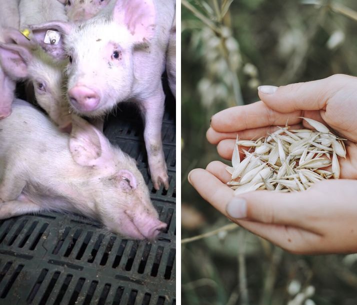 PETAUK's tweet card. Everyone needs farmers, but farmers don’t need to keep animals for meat, eggs, or dairy. Please urge officials to fund ethical and sustainable plant-based farming.