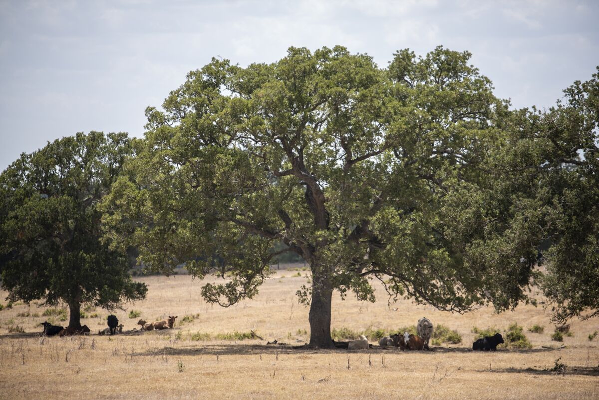 climate's tweet card. JPMorgan Chase & Co. has helped structure a first-of-its-kind lending facility for a developer of carbon credits that it hopes will lower the cost of capital and attract institutional investors to a...