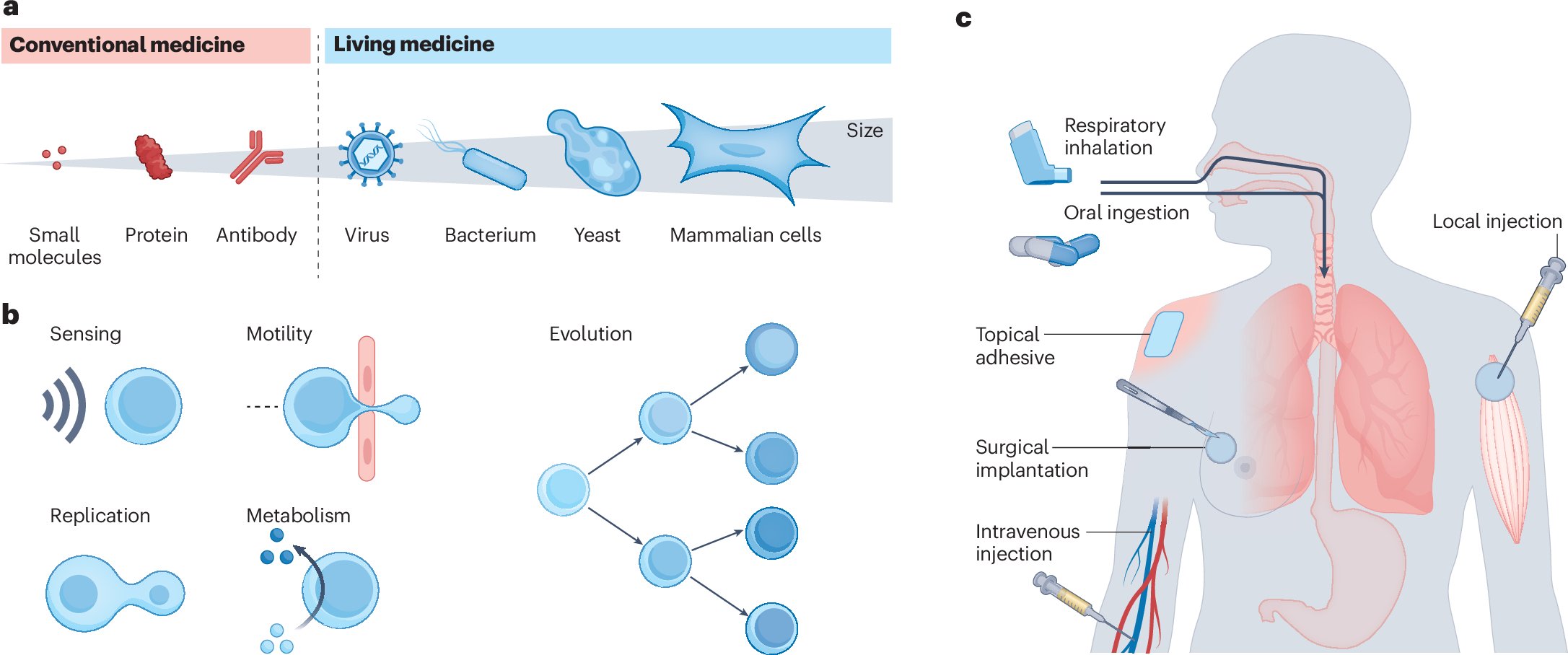 TetsuHarimoto's tweet card. Nature Reviews Materials - As the field of engineered therapeutic living cells advances, new strategies to deliver them into the body are needed. This Review identifies current challenges in living...