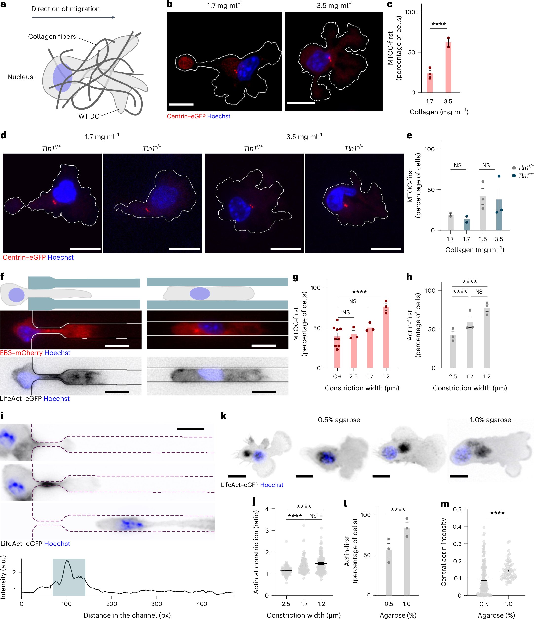 PathologyPat's tweet card. Nature Immunology - Sixt and colleagues show that, in environments where even the largest pores preclude free passage, leukocytes position their nucleus behind the centrosome and assemble a central...