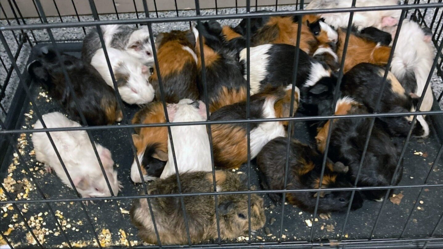 CS4846's tweet card. Stop the Sale of Guinea Pigs in US Pet Stores