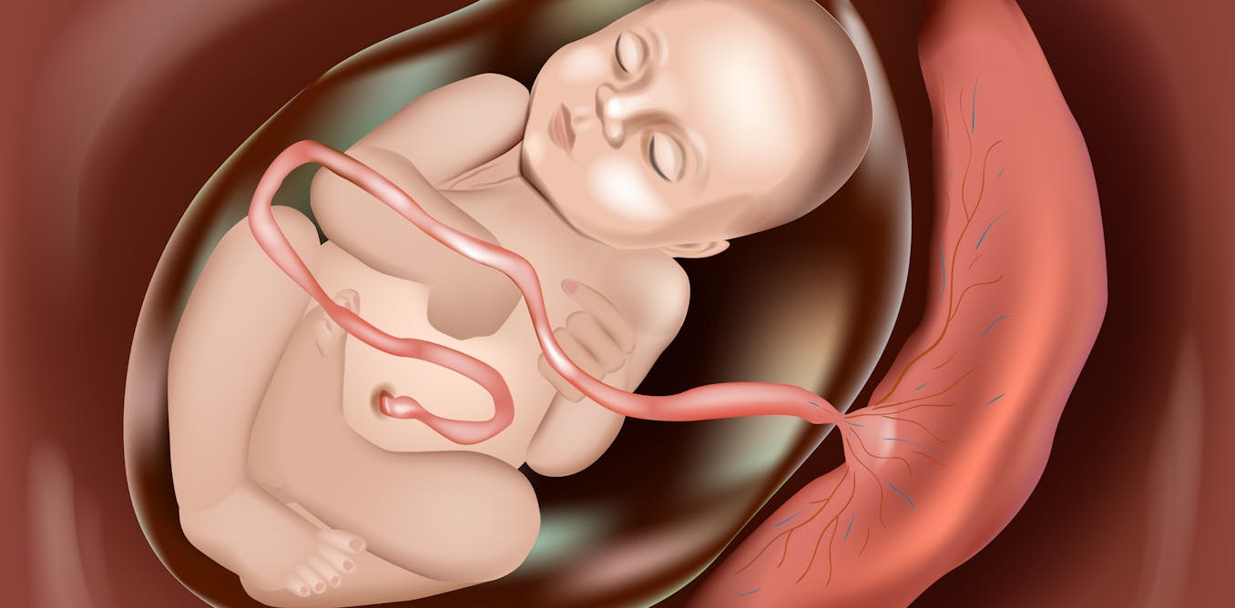 JLopTello's tweet card. Los genes maternos y paternos compiten por influir en el crecimiento fetal a través de la placenta, órgano que interpreta sus intereses para salvaguardar el bienestar del feto.