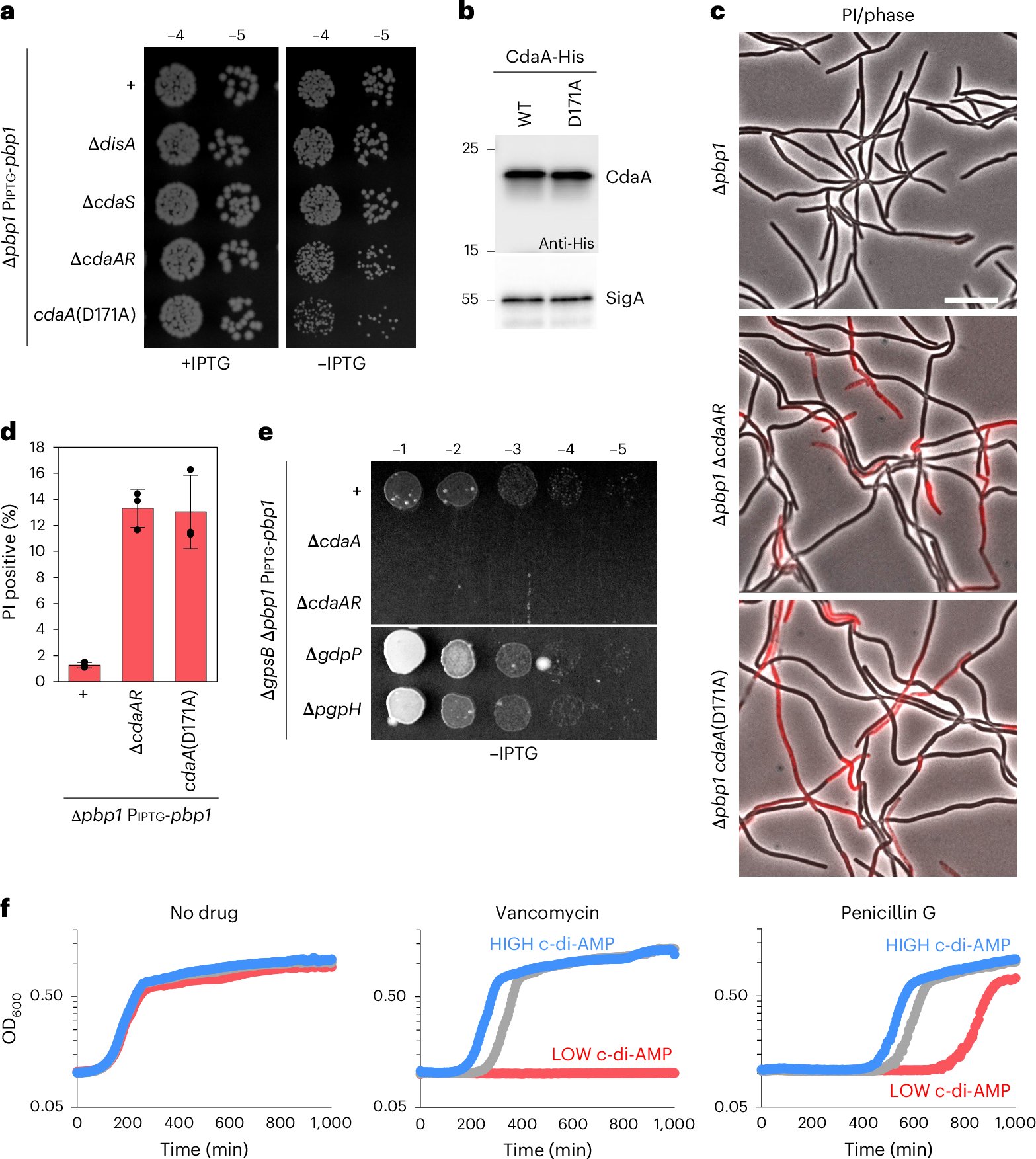 MicroGap's tweet card. Nature Microbiology - Brogan et al. uncover a signalling pathway in which levels of the nucleotide second messenger c-di-AMP increase in response to defects in cell wall synthesis. This regulatory...