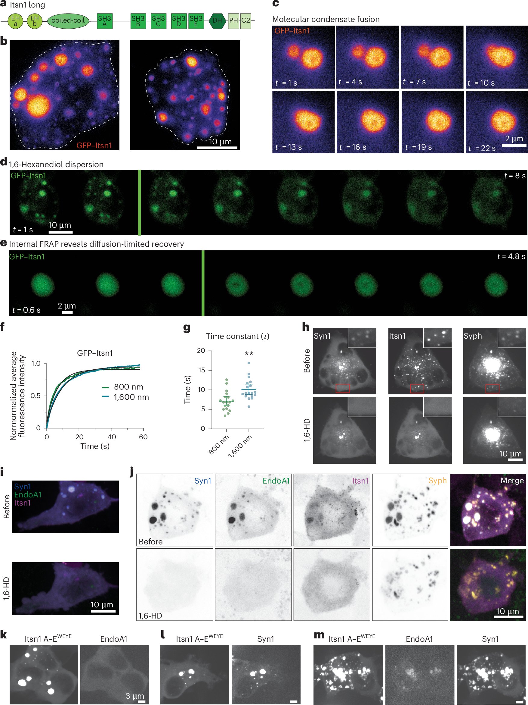 NatureNeuro's tweet card. Nature Neuroscience - Time-resolved electron microscopy reveals that intersectin-1 and endophilin A1 condensates hold replacement synaptic vesicles close to release sites. Without this, replacement...