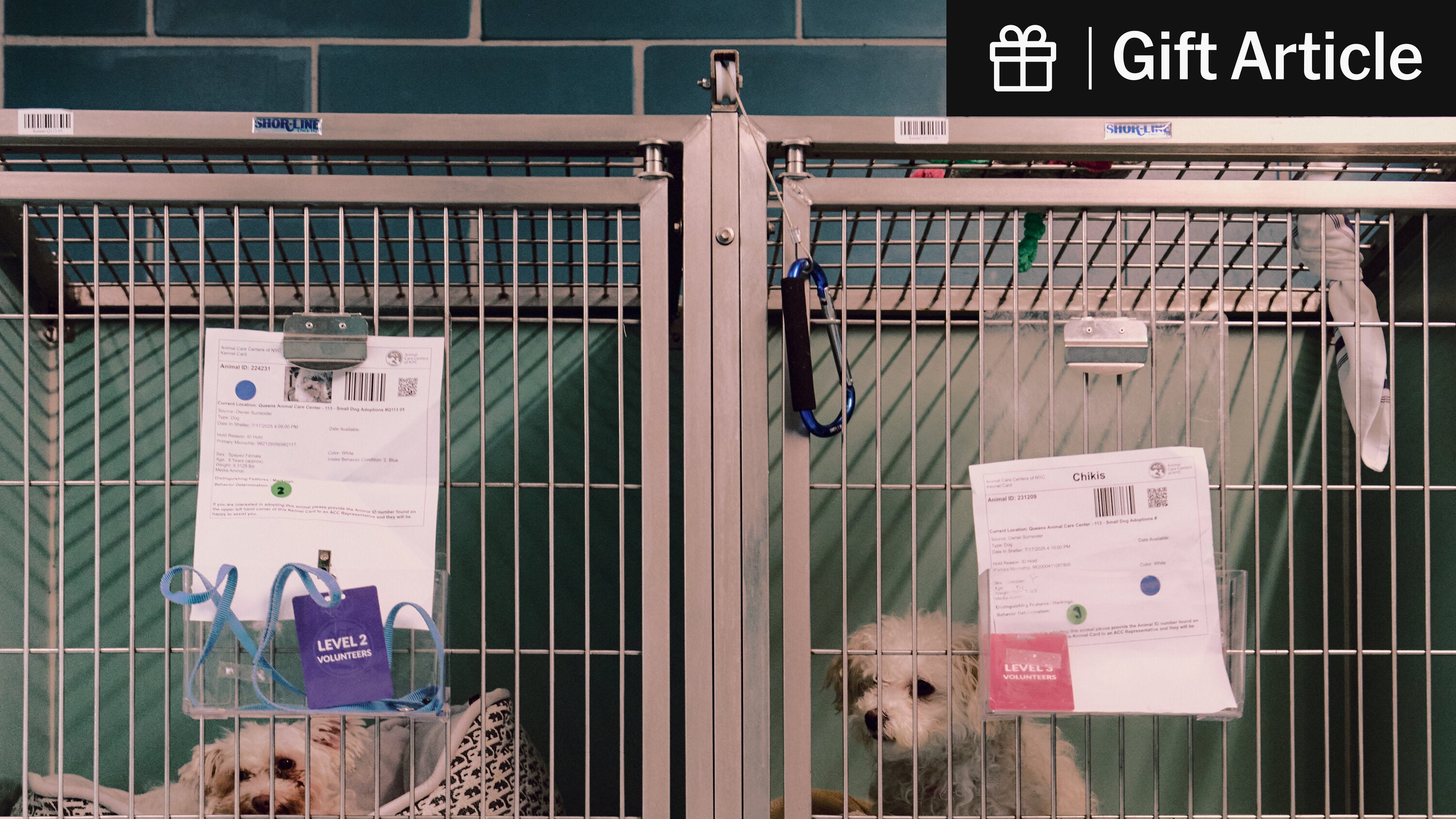 lizkimtweets's tweet card. Many New Yorkers have been surrendering their pets because they can no longer afford to keep them, outpacing animal shelters’ capacity, a shelter official said.