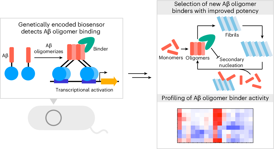 PPMC_UAB's tweet card. Nature Chemical Biology - Ligands that recognize the amyloid-β (Aβ) oligomers implicated in Alzheimer disease could be useful for diagnostic and therapeutic applications. However,...