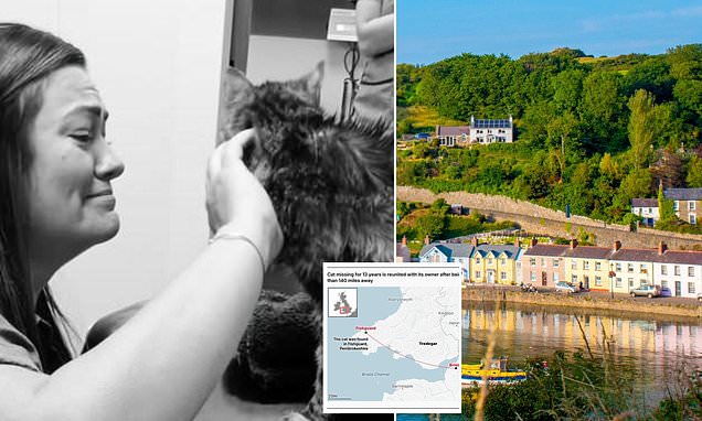 DailyMail's tweet card. Jade Yhnell, 37, was set to move house with her husband in 2012 but was devastated when their beloved pet Minx went missing.