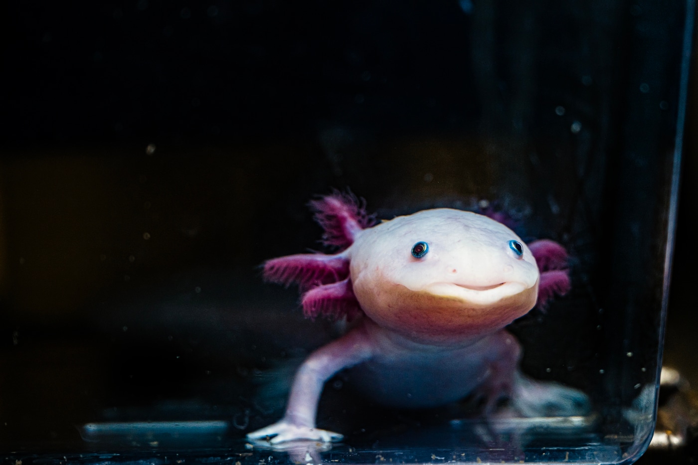 NortheasternCOS's tweet card. The adorable salamanders are helping scientists investigate a serious question: Could the human body be coaxed to regrow a lost arm or leg?