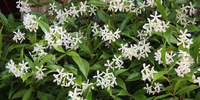 countrylivinguk's tweet card. Pollyanna Wilkinson shares some useful trimming tips