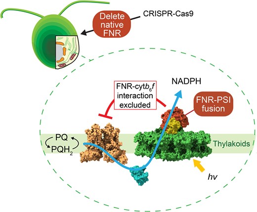 Johnson_mattp's tweet card. The location of the key photosynthetic enzyme FNR impacts the partitioning of photosynthetic electrons between the linear and cyclic electron transport pat