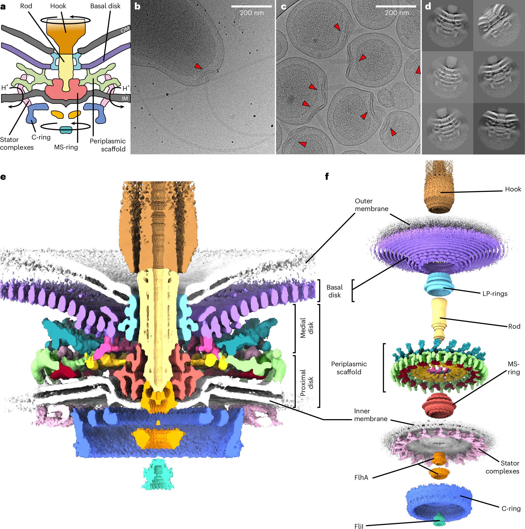 KaHochberg's tweet card. Nature Microbiology - In situ cryoEM and modelling of the Campylobacter jejuni flagellar motor characterize the periplasmic scaffold and the structural basis for increased torque generation.