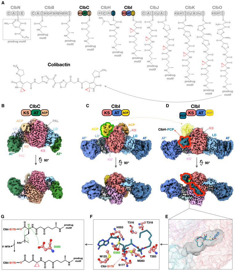 Structure_CP's tweet card. The evolutionary fusion of modular polyketide synthase (PKS) and nonribosomal peptide synthetase (NRPS) pathways unlocks chemical space that is inaccessible to either system alone. In this issue of...