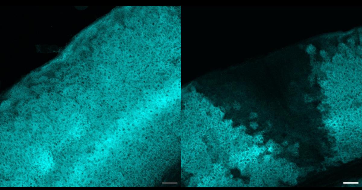 MIT_Picower's tweet card. MIT researchers employed a novel application of tools and analysis to show that astrocytes ensure neural information processing by maintaining ambient levels of the neurotransmitter chemical GABA.