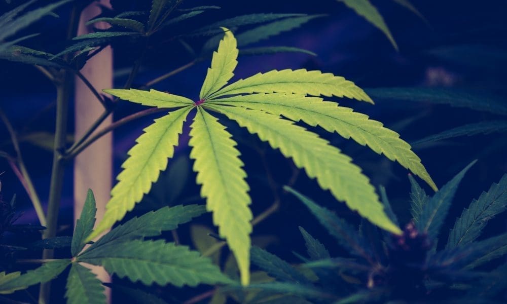 OSULawDEPC's tweet card. Despite efforts in the Ohio legislature to pass a bill to significantly change the state’s voter-approved marijuana law, last-minute disagreements between the House and Senate Republicans seemed to...