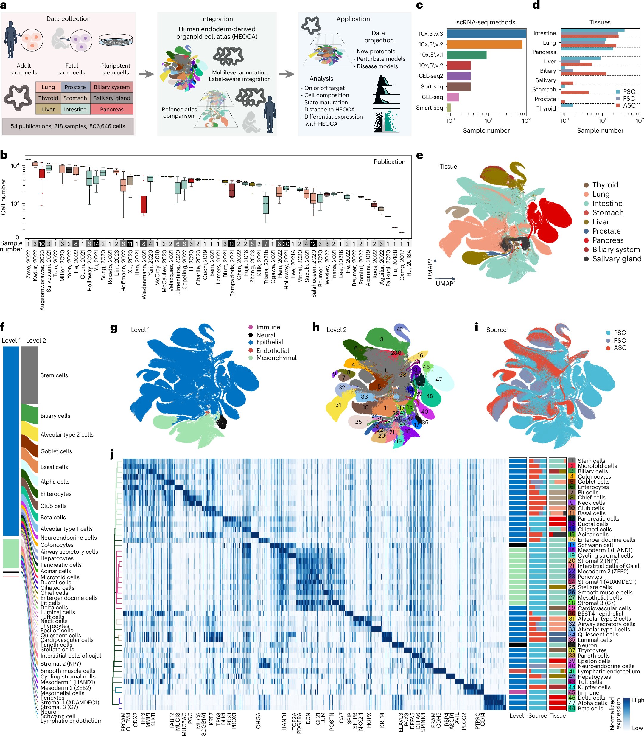 REMAlternativas's tweet card. Nature Genetics - The human endoderm-derived organoid cell atlas (HEOCA) presents an integrative analysis of single-cell transcriptomes across different conditions, sources and protocols. It...