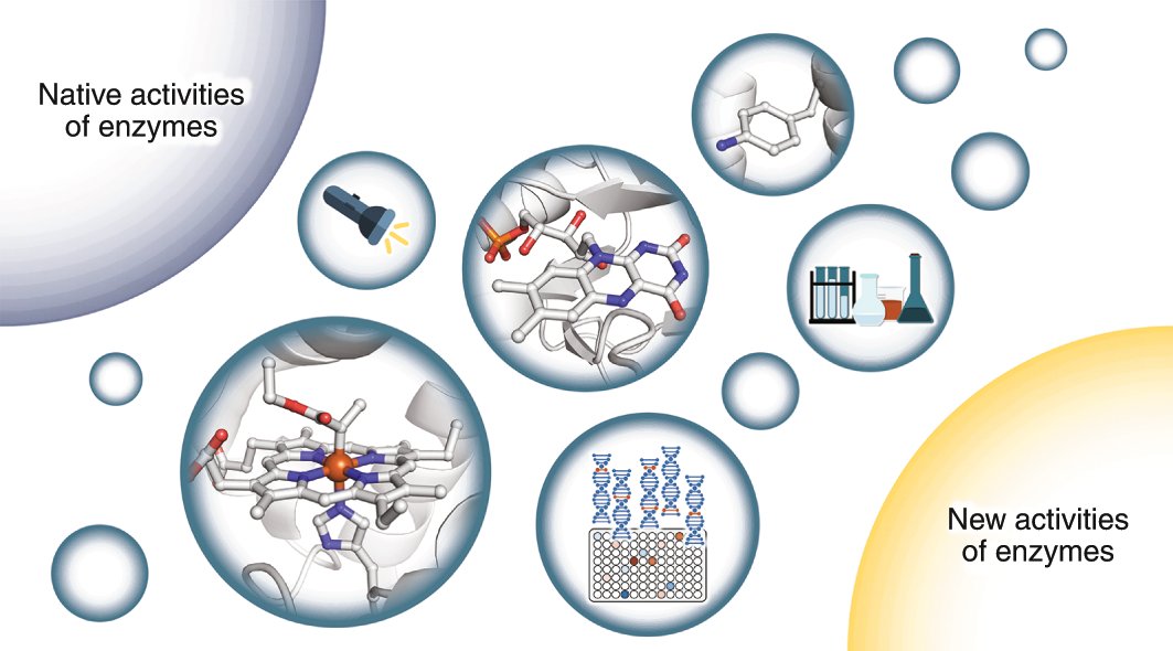 kaichen_1990's tweet card. Nature Catalysis - Advances in enzyme performance and capabilities are making them increasingly attractive to synthetic chemists. In this Review Chen and Arnold outline the ways that enzymes have...
