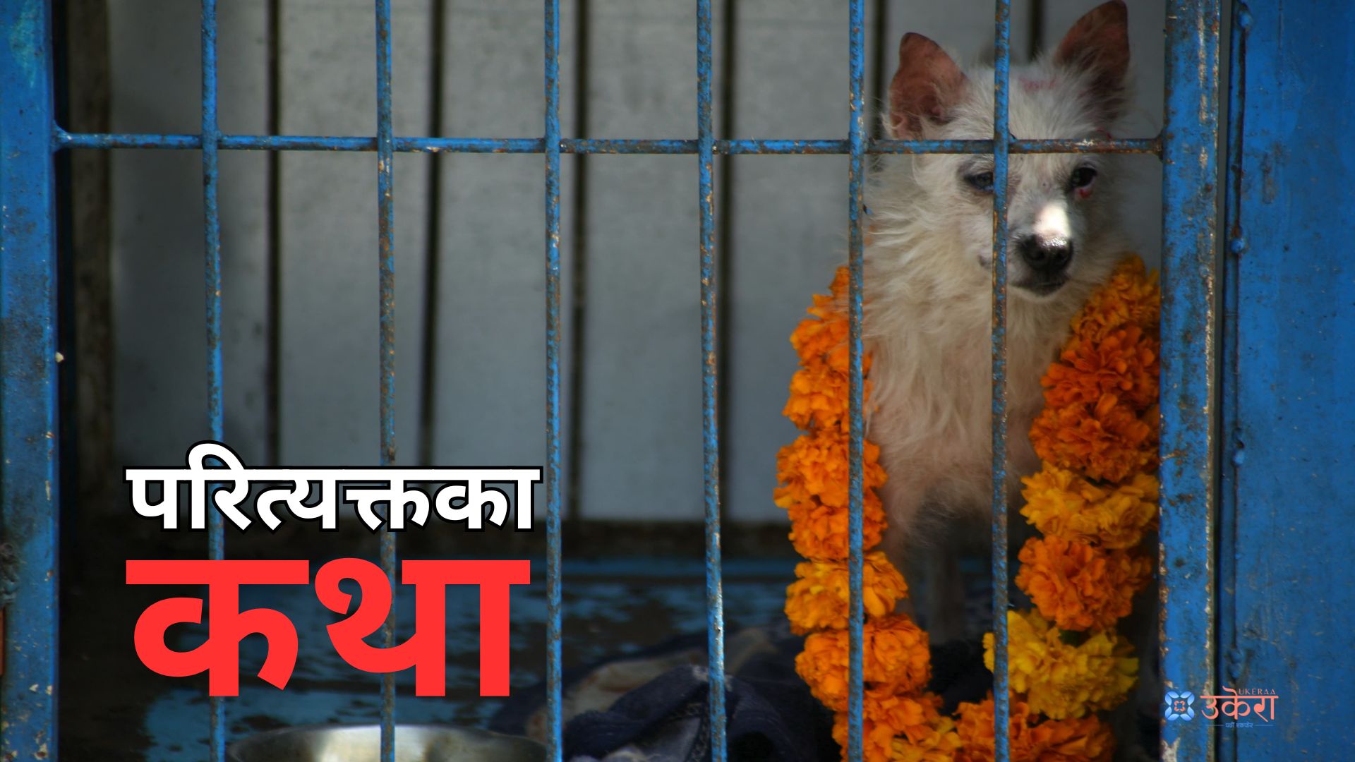 krishpasth's tweet card. काठमाडौँ : आज घरका कुकुरका मानै बेग्लै। सन्तान झैँ माया गरेर फूलमालासहित सिँगारिन पाउँदा उनीहरू फुरुङ भएका उनीहरूको तस्विरले सामाजिक सञ्जाल छपक्कै छोपिएको छ। कुकुर र मानिसको सम्बन्ध पनि उस्तै...