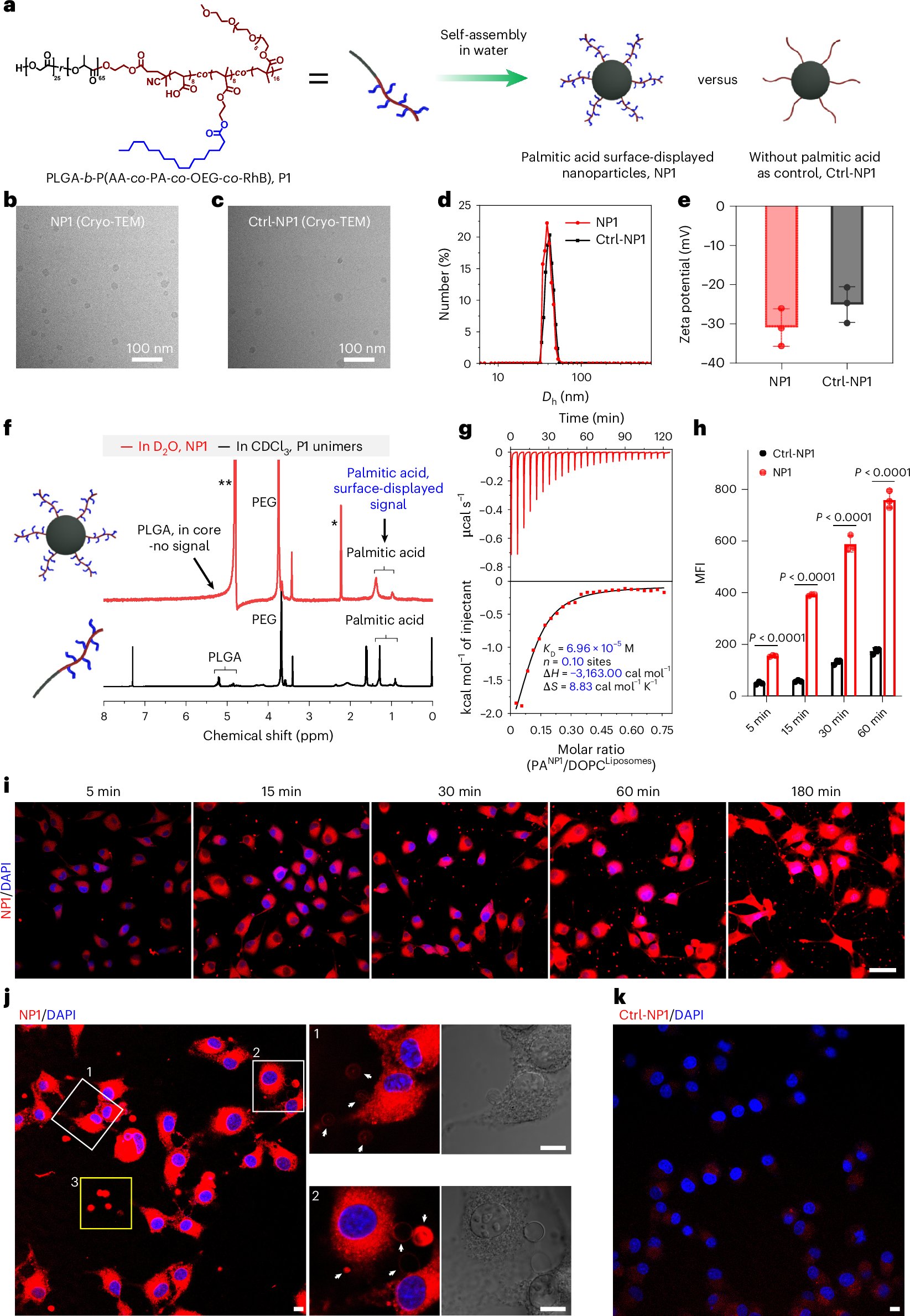 NatureCancer's tweet card. Nature Cancer - Wang and colleagues describe the design and characterization of lipidated nanophotosensitizers, promoting photodynamic suppression of primary tumor growth and inhibition of...