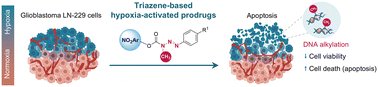 RuiMoreira_UL's tweet card. Hypoxia is a hallmark of the glioblastoma multiforme microenvironment and represents a promising therapeutic target for cancer treatment. Herein, we report nitroaromatic-based triazene prodrugs...