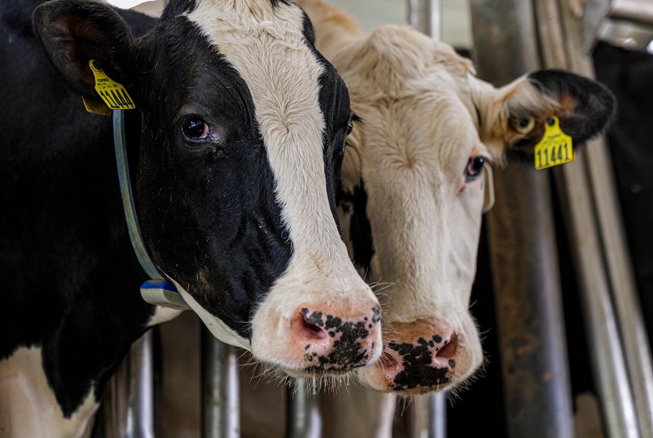 SamForNYC's tweet card. The dairy industry is the largest sector of New York's agricultural economy, bringing in nearly $4 billion each year.