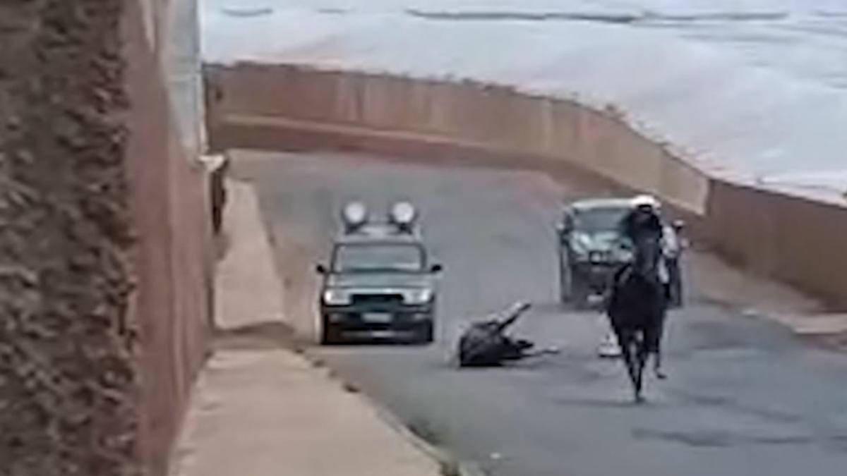Policias_APDA's tweet card. El animal tuvo que ser sacrificado tras una aparatosa caída. El vídeo del accidente ha encendido la protesta social y reabre el debate sobre el uso de animales en festejos públicos