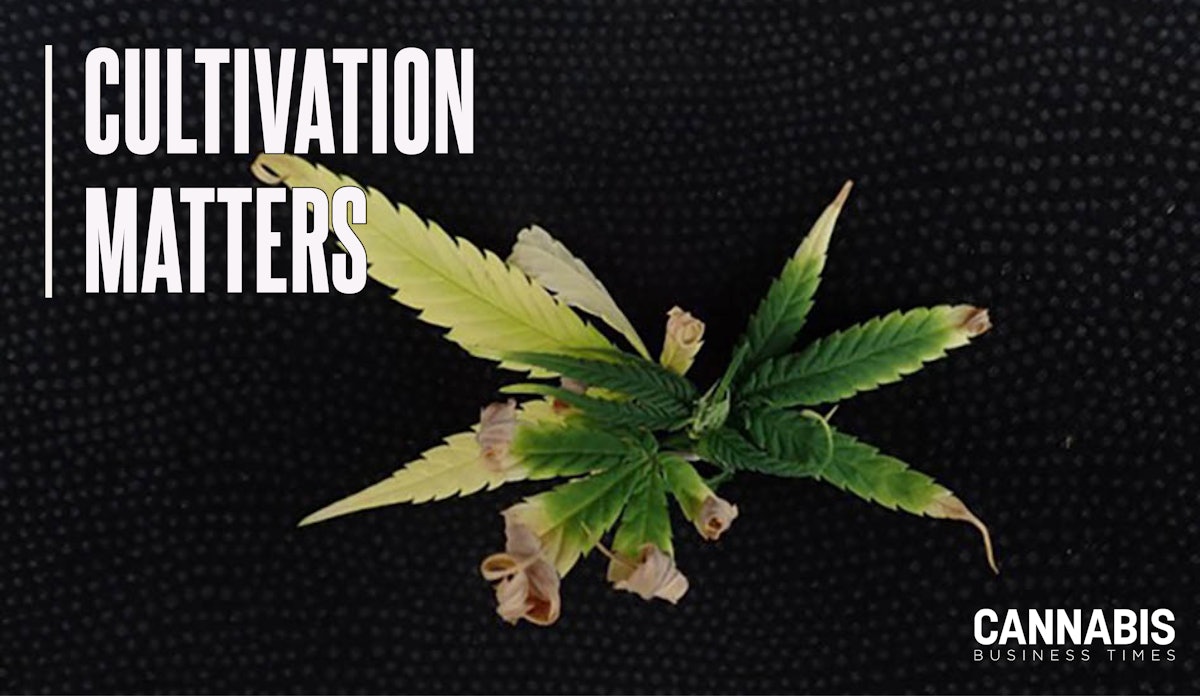 CBTmag's tweet card. Leaf margin burn can mean a variety of things when presenting in cannabis plants. Here’s what you need to know.