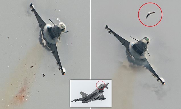 DailyMail's tweet card. Explosive pictures show the moment a bird shattered the cockpit of a £73million warplane.