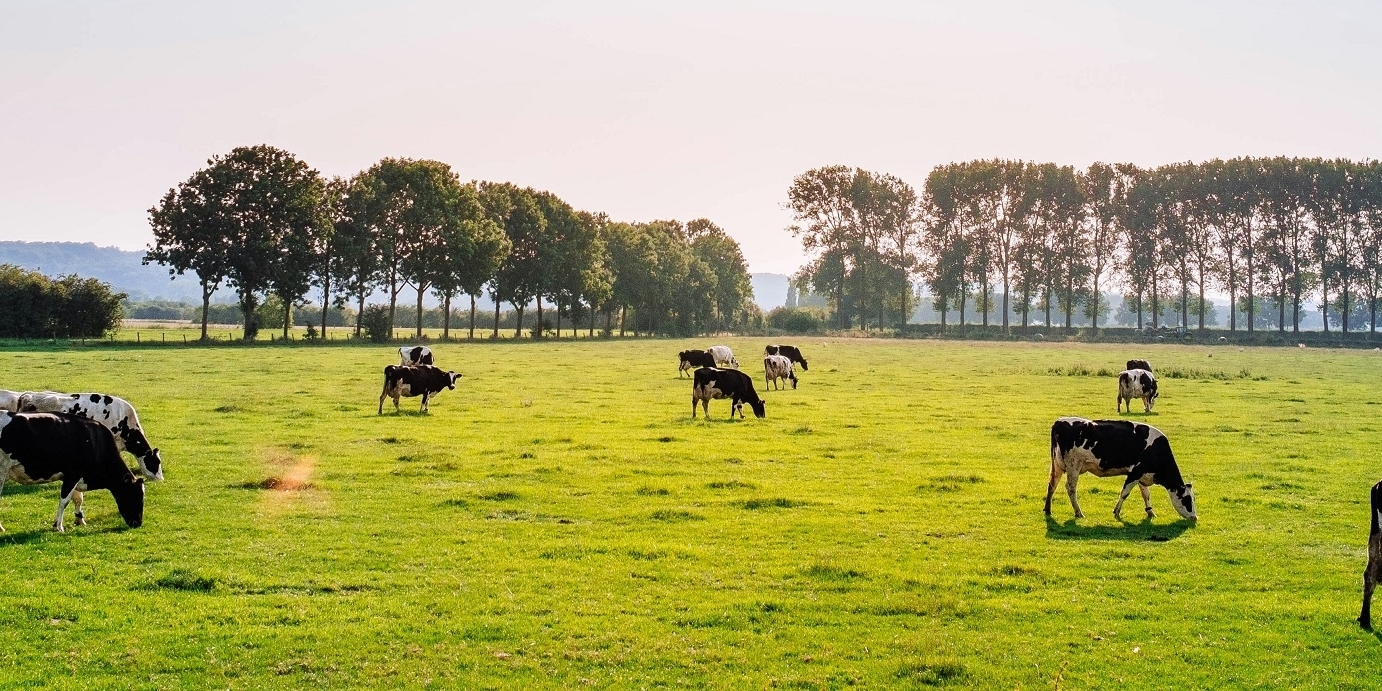 OostraDj's tweet card. Meer dan 80 procent van de landbouwsubsidies van de EU gaat naar de productie van dieren en hun voer. Deze producten zijn verantwoordelijk voor 84% van de voedsel-gerelateerde broeikas-uitstoot in de...