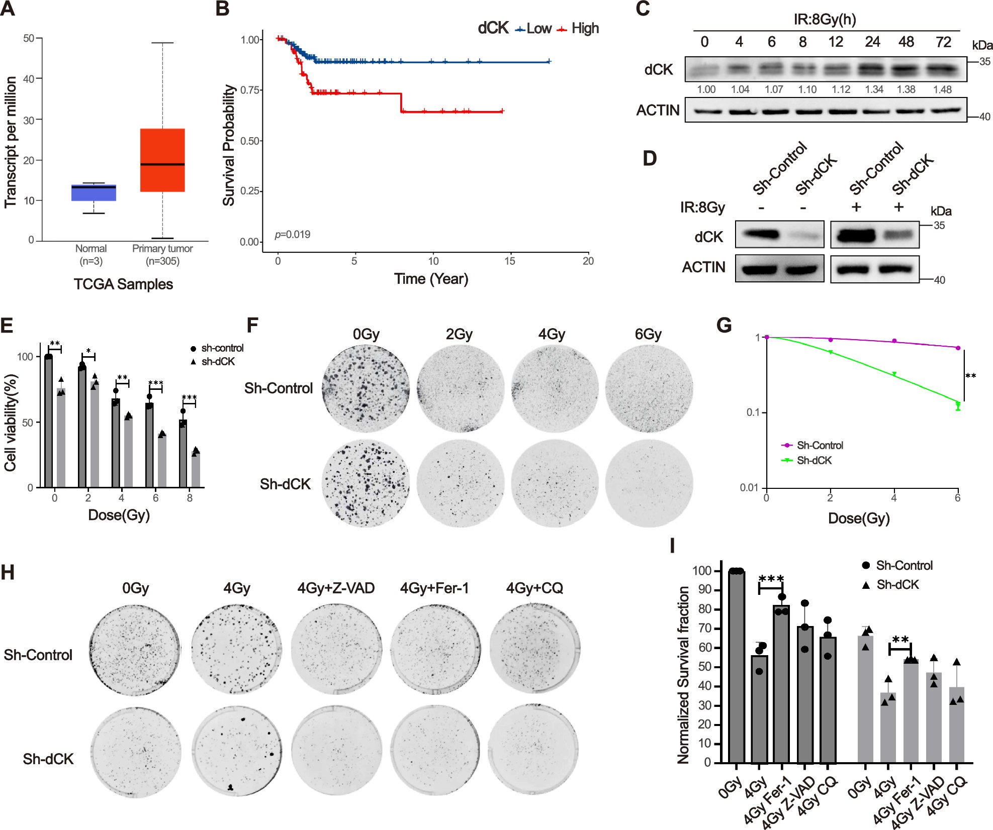 RRS_RadRes's tweet card. Cell Death Discovery - HSP90 regulates dCK stability and inhibits ionizing radiation-induced ferroptosis in cervical cancer cells