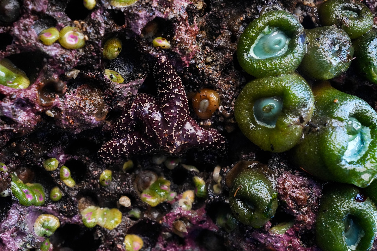 ElakhaA's tweet card. Sea star surveys are monitoring the health of Oregon’s imperiled sea star populations.