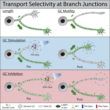 BranchingLab's tweet card. Tymanskyj et al. report that anterograde transport of LAMP1 and synaptic vesicles through branch junctions is not random but rather favors longer branches or branches with dynamic growth cones. This...