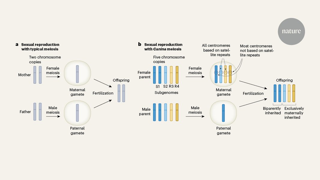 NatureNV's tweet card. Nature - Most sexually reproducing species have an even chromosome copy number, but the dog rose does not. What explains its unusual pattern of chromosome inheritance?