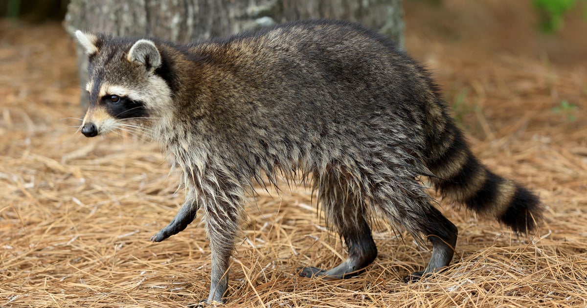 CBSNewYork's tweet card. Nassau County declared an imminent public health threat Monday over the spread of rabies among wild animals.