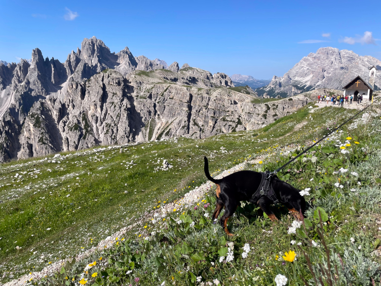 gnome_trotting's tweet card. There's an endless number of dog-friendly hikes in the Italian Dolomites. Here are some of the best ones.