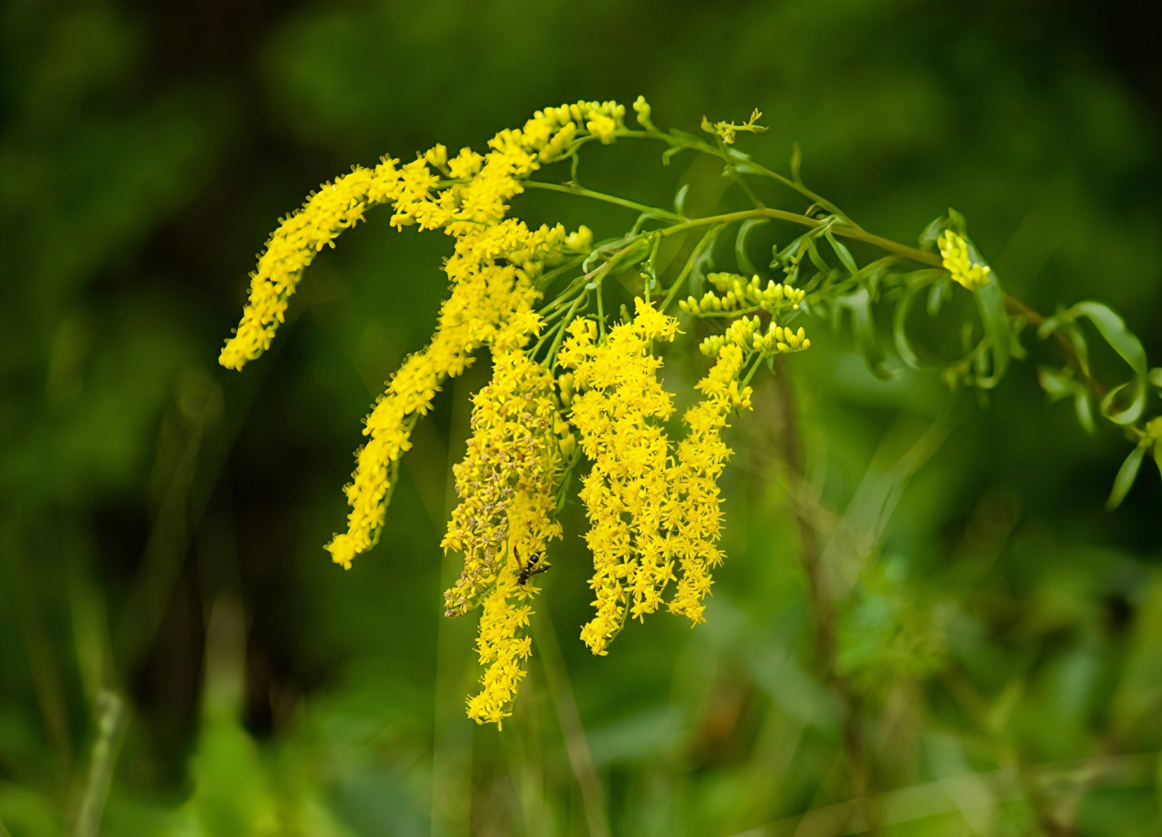 EarthDotCom's tweet card. Goldenrod plants in nitrogen-rich soil evolved to bend their stems to defend themselves against frequent insect attacks.