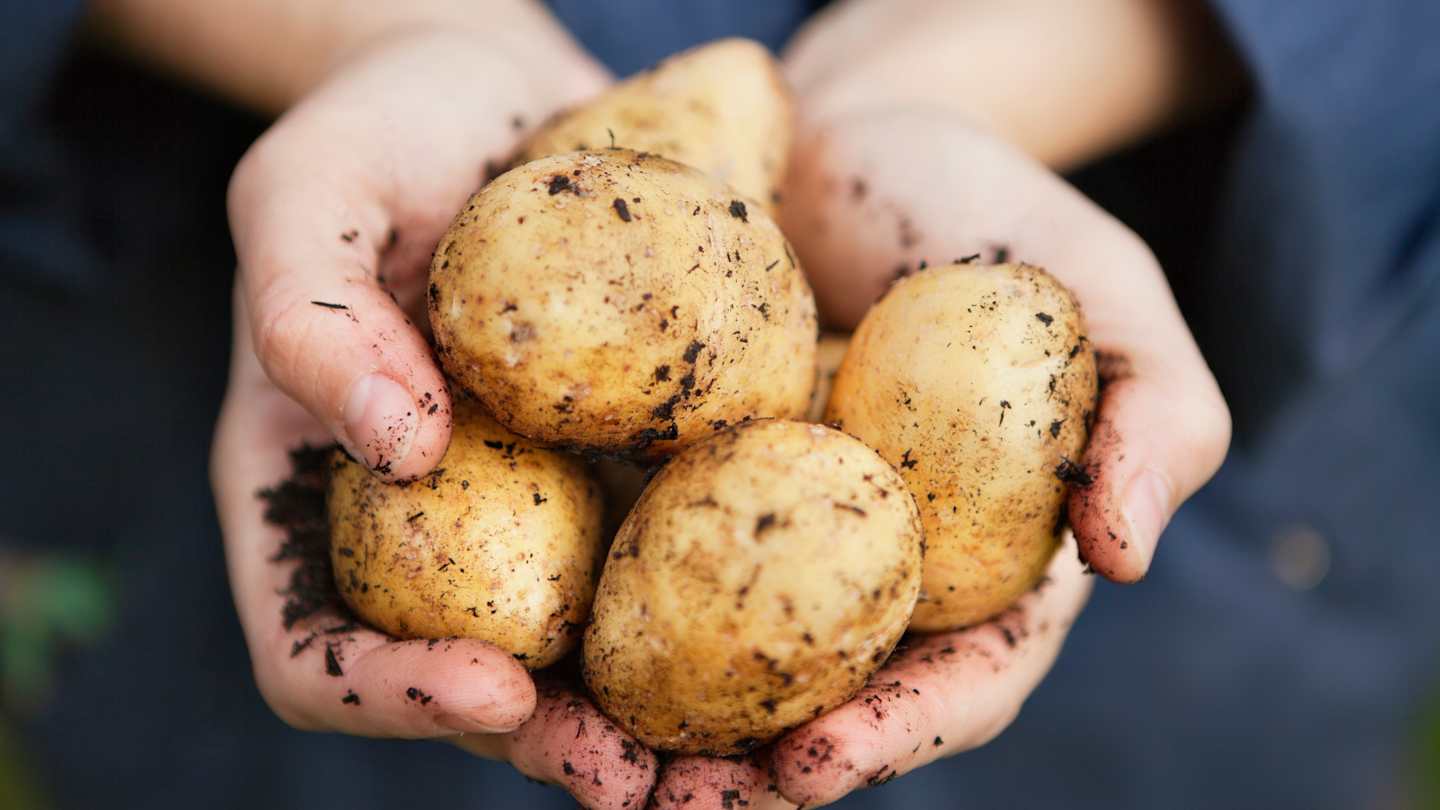 mental_floss's tweet card. Snacking on a raw potato like it’s an apple is socially unacceptable. But is it a hazard to your health?