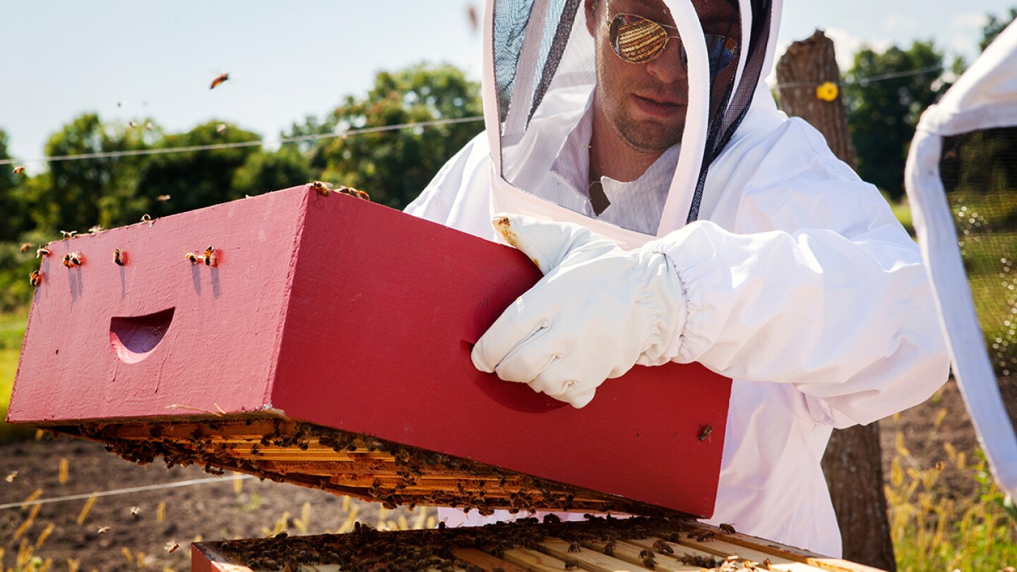 TheKeystoneCtr's tweet card. Research points to alarmingly high levels of viral infections — vectored by Varroa mites with resistant genes to a common treatment — as key drivers of colony collapse.