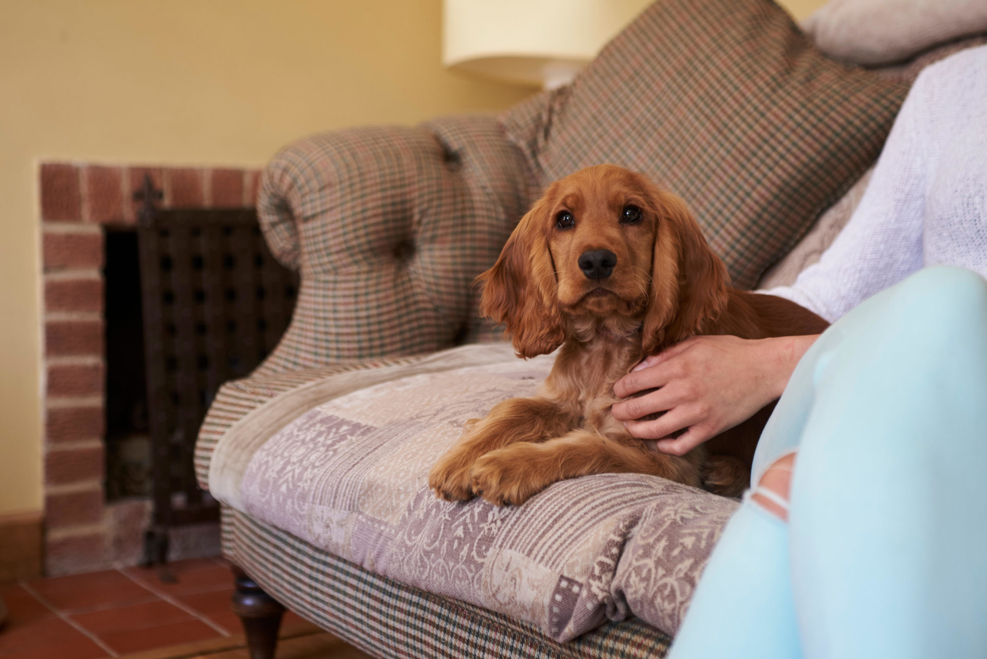 NewstalkFM's tweet card. Dogs Trust has been inundated with surrenders by heartbroken pet owners, forced to choose between a roof over their heads and their animals. 