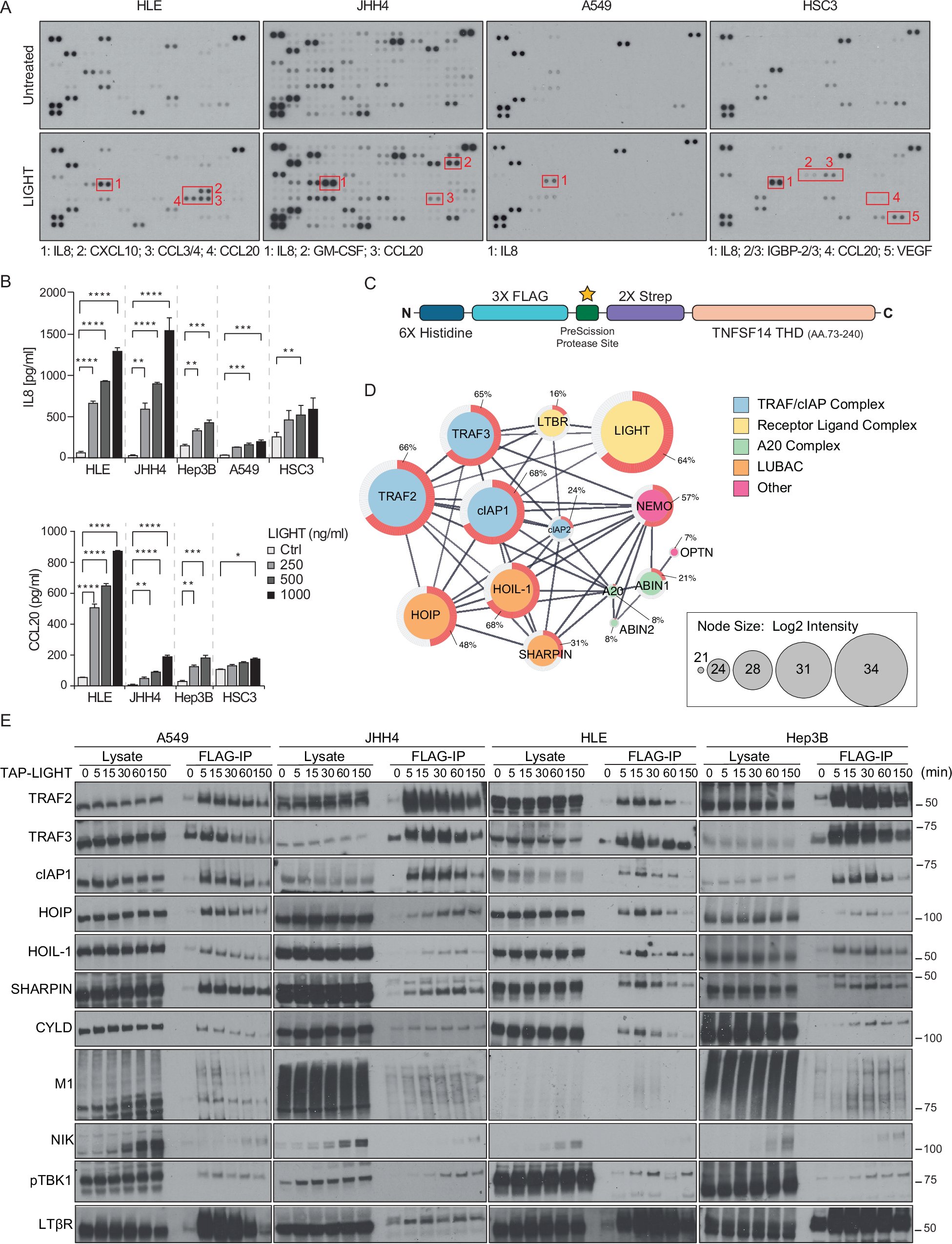 Walczak_Lab's tweet card. Cell Death & Differentiation - LUBAC enables tumor-promoting LTβ receptor signaling by activating canonical NF-κB