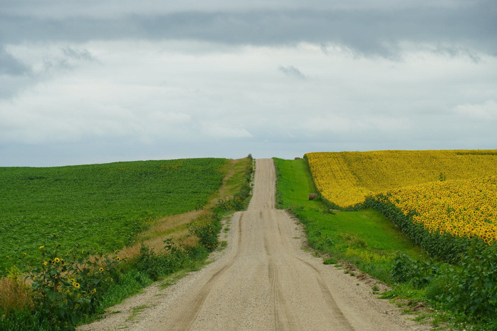 AgweekMagazine's tweet card. Mychal Wilmes needed to drive through the cities. Not long into the journey, it became obvious he had no business driving on crowded and breakneck-speed interstates.